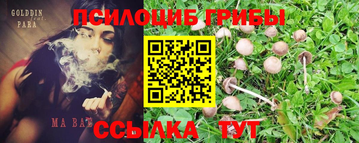 Галлюциногенные грибы мицелий  Вход с VPN  Псилоцибиновые грибы Psilocybine cubensis  продажа наркотиков  Тосно 